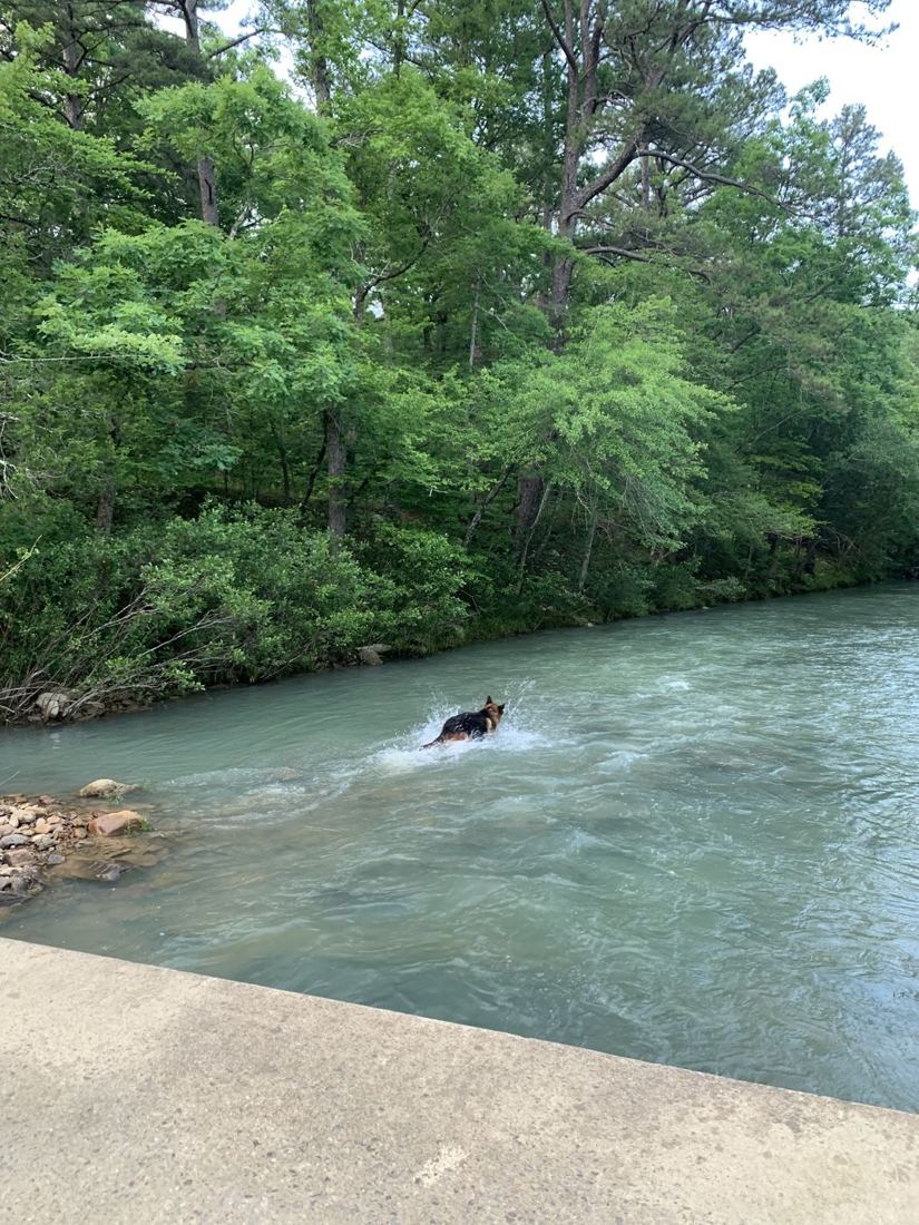 A dog swimming across a fast green river