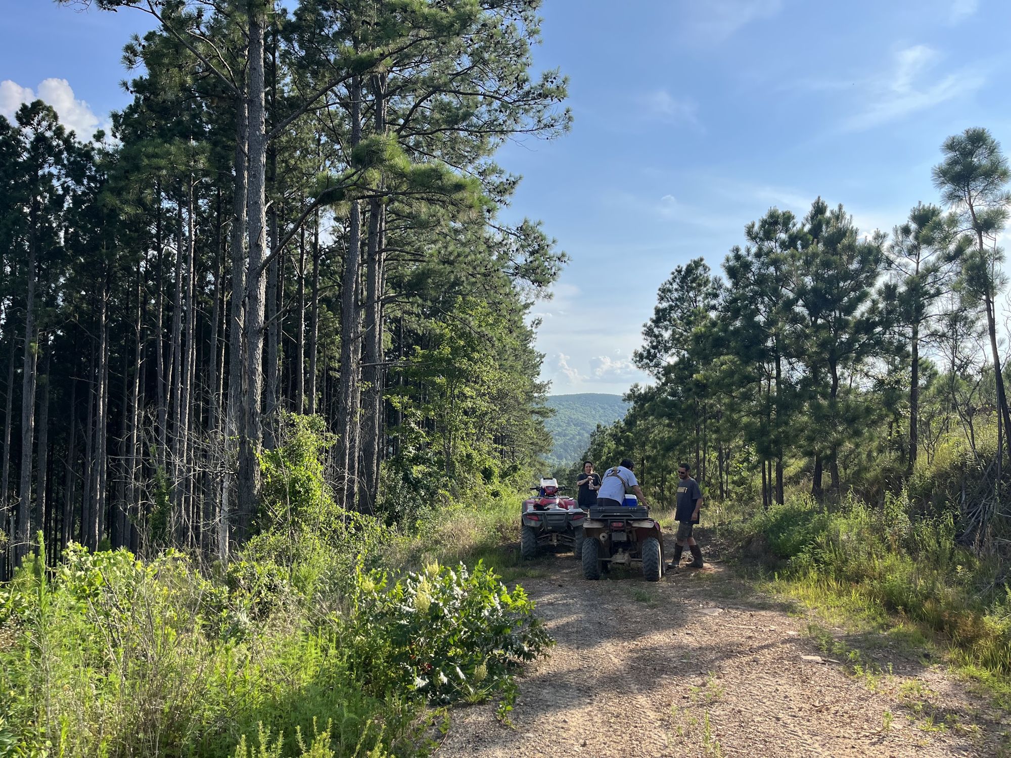 Four-wheelers stopped on a dirt trail through tall pines, a ridge in the distance