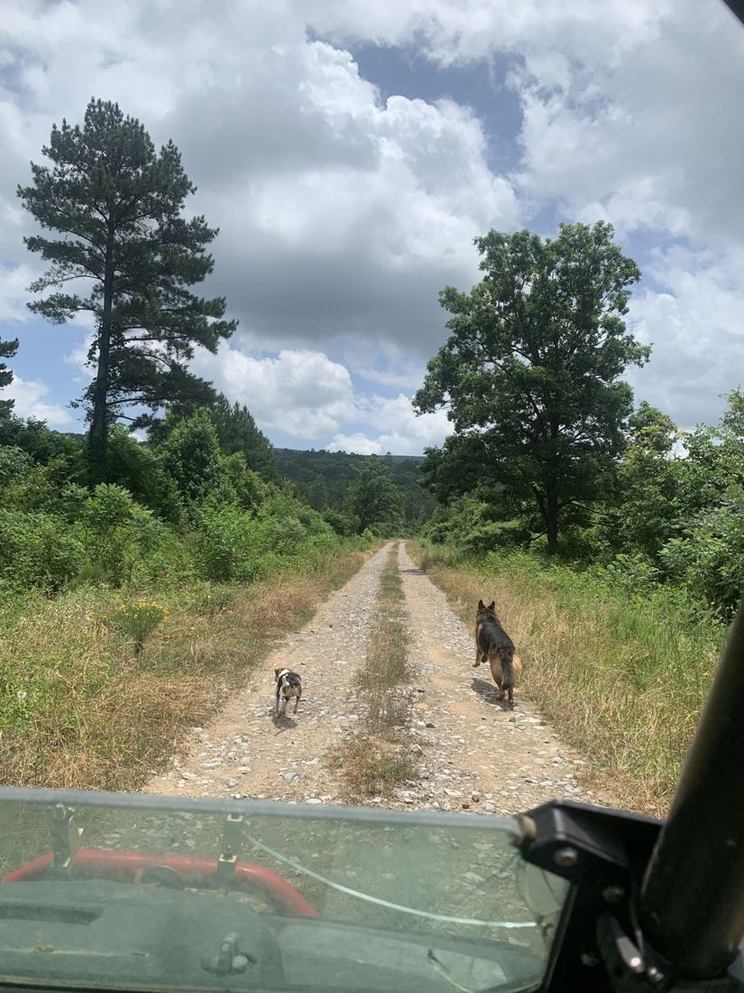 Two dogs on a gravel road running toward a wooded ridge