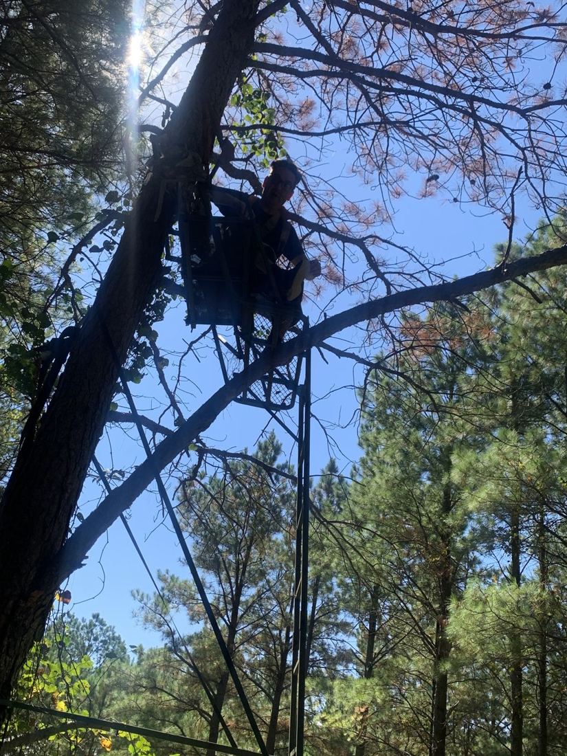 Looking up at a hunter in a tree stand against a blue sky